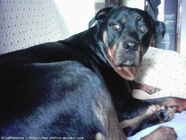 Photo de Rottweiler