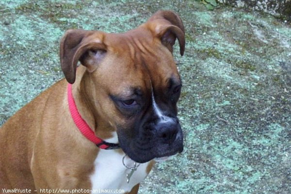 Photo de Boxer