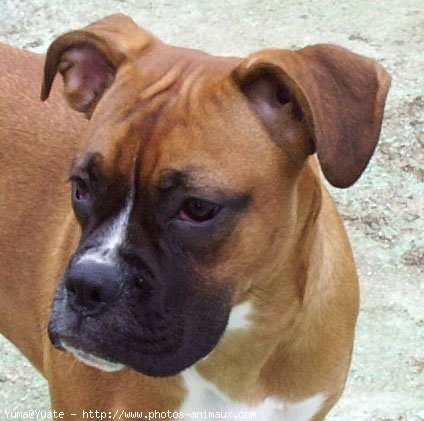 Photo de Boxer