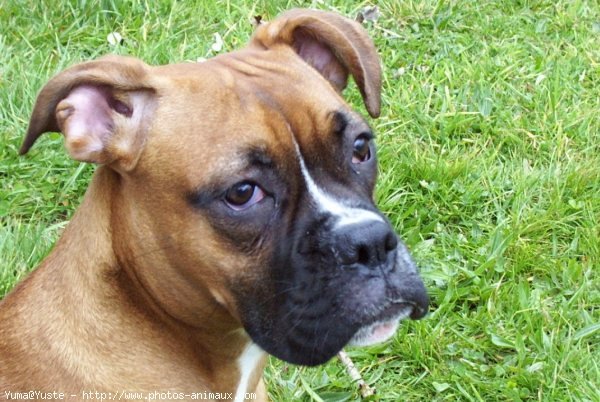 Photo de Boxer