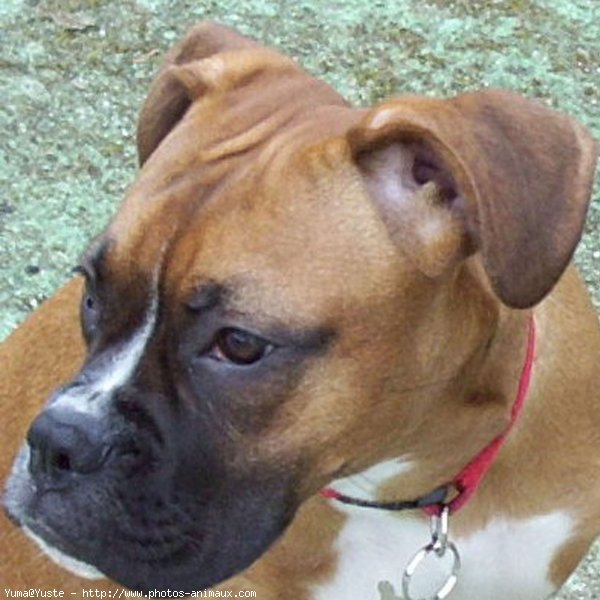 Photo de Boxer