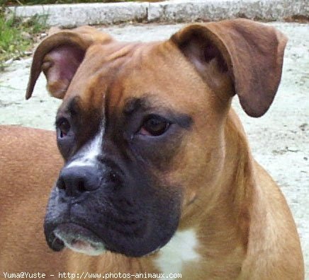 Photo de Boxer