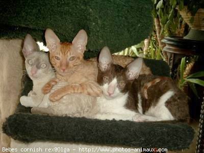 Photo de Cornish rex