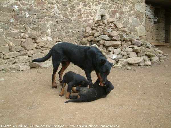 Photo de Berger de beauce