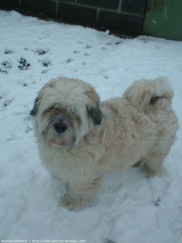 Photo de Lhassa apso