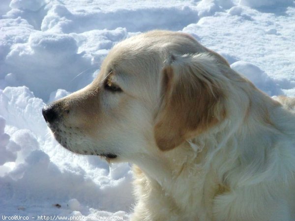 Photo de Golden retriever