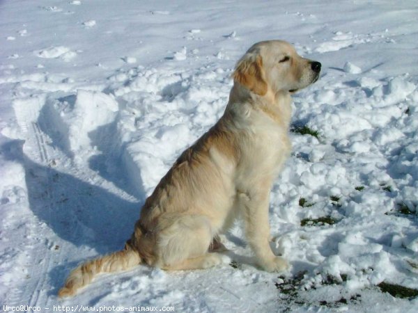 Photo de Golden retriever