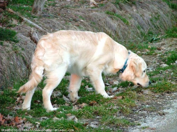 Photo de Golden retriever