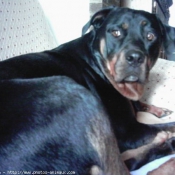 Photo de Rottweiler