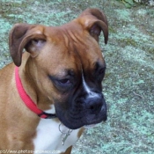 Photo de Boxer