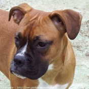 Photo de Boxer