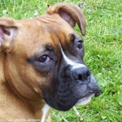 Photo de Boxer