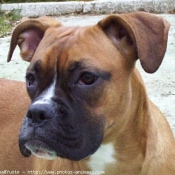 Photo de Boxer