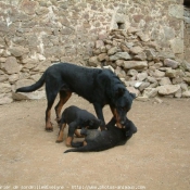 Photo de Berger de beauce