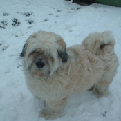 Photo de Lhassa apso