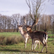 Photo de Cerf