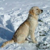 Photo de Golden retriever