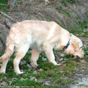 Photo de Golden retriever