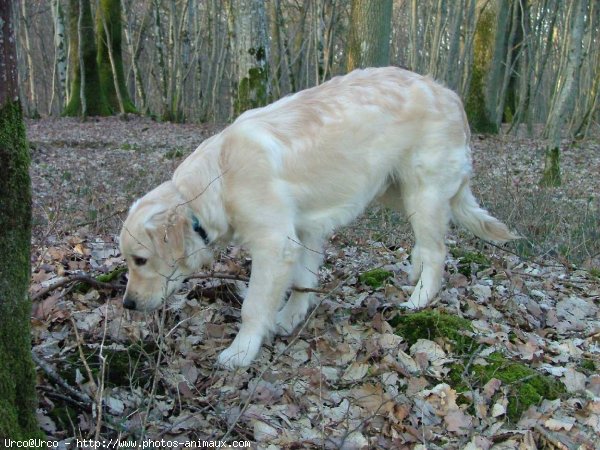 Photo de Golden retriever