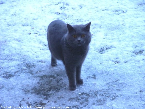 Photo de Chartreux