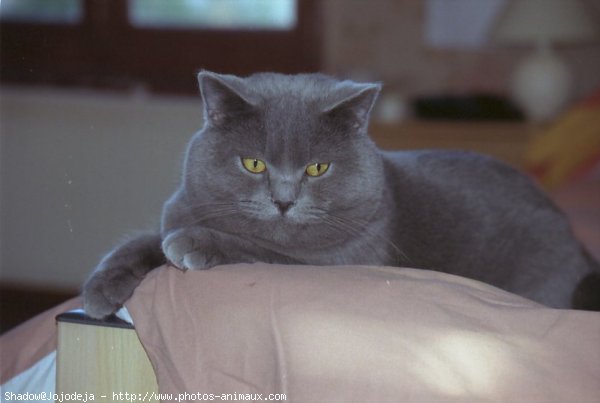 Photo de Chartreux