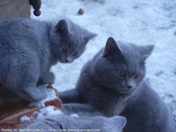 Photo de Chartreux