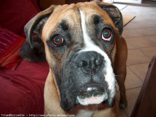 Photo de Boxer