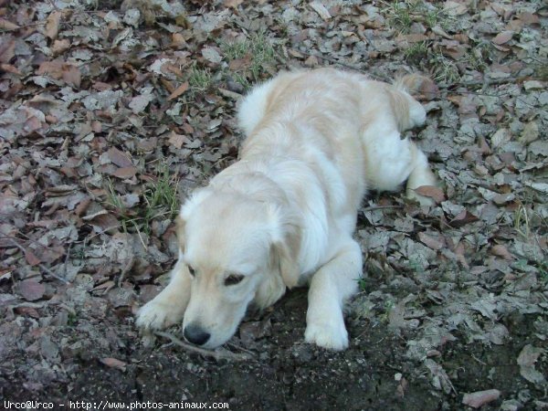 Photo de Golden retriever