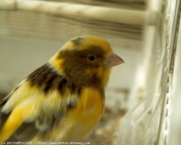 Photo de Canari