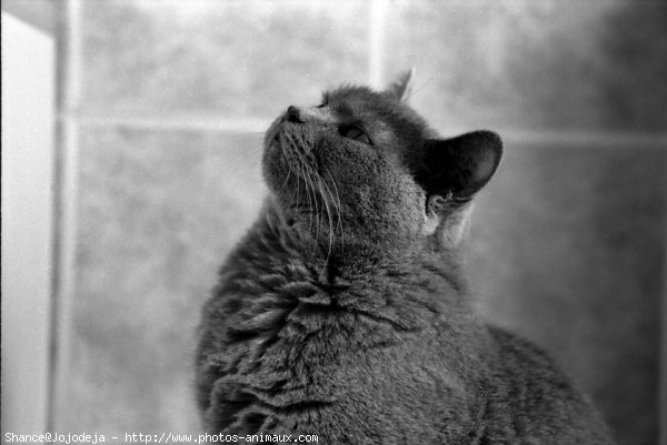 Photo de Chartreux