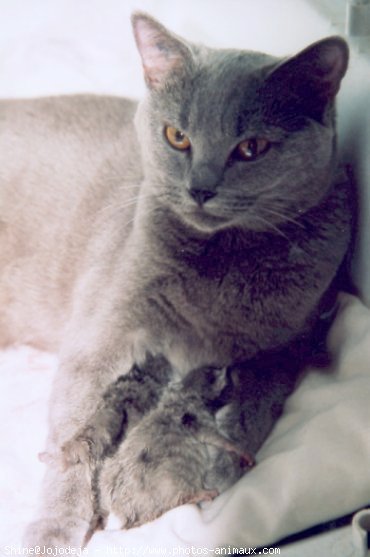 Photo de Chartreux