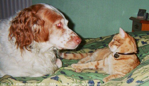 Photo de Chat domestique