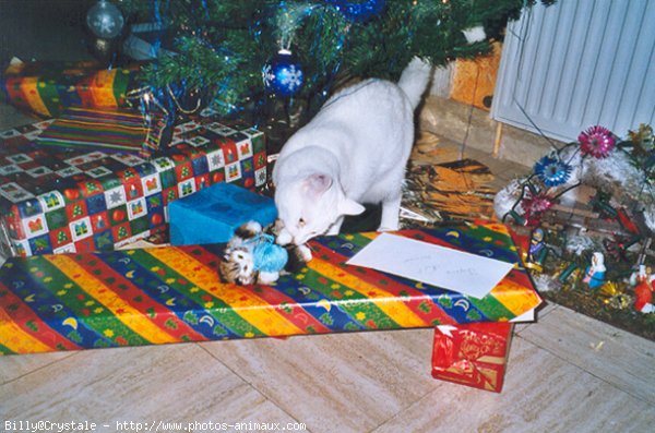 Photo de Chat domestique