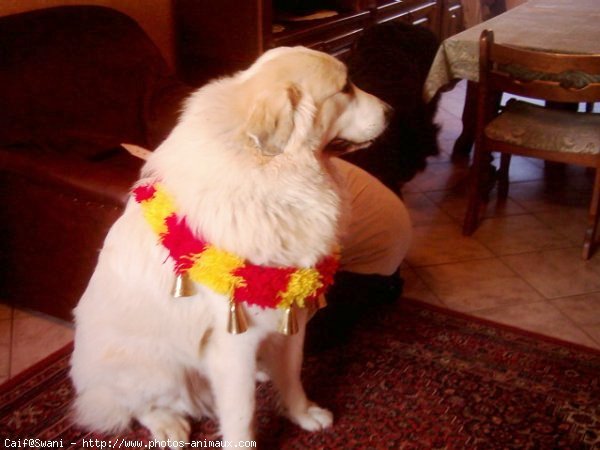 Photo de Chien de montagne des pyrnes