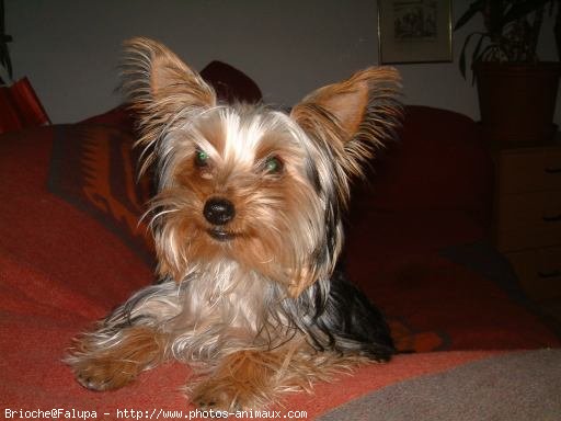 Photo de Yorkshire terrier