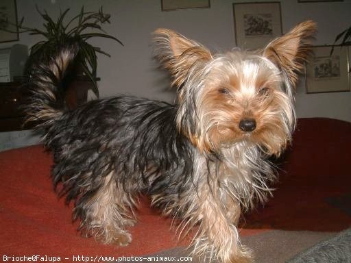 Photo de Yorkshire terrier