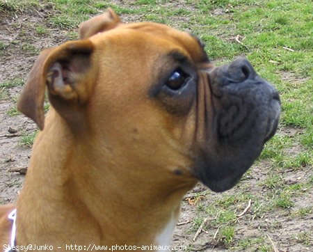 Photo de Boxer