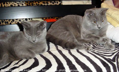 Photo de Chartreux