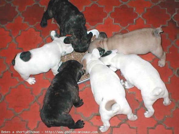 Photo de Bouledogue franais