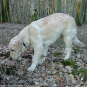 Photo de Golden retriever