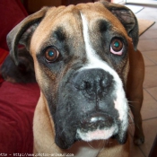 Photo de Boxer