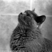 Photo de Chartreux