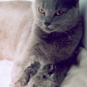 Photo de Chartreux