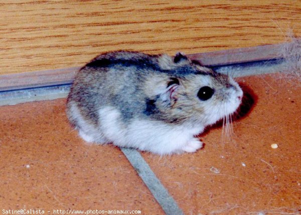 Photo de Hamster