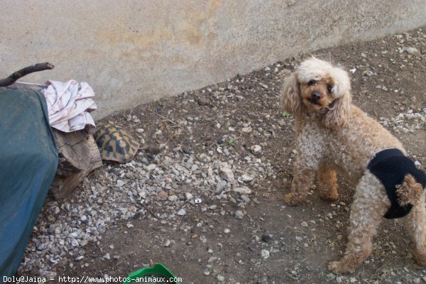 Photo de Caniche moyen