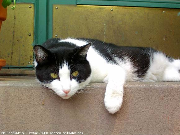 Photo de Chat domestique