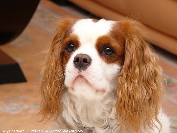 Photo de Cavalier king charles spaniel