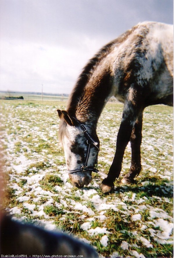 Photo d'Appaloosa