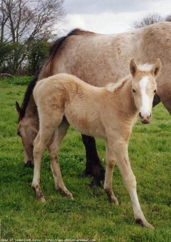 Photo de Poney franais de selle