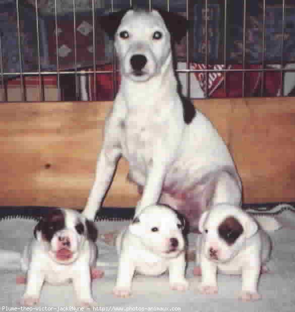 Photo de Parson russell terrier